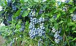 agro-noticias/attachments/18588-inka-berries.jpg