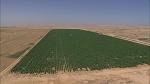 agro-noticias/attachments/19268-deserto-del-negev-israele-campo-agricoltura-luce-del-sole.jpg