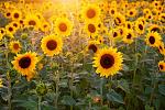 agro-noticias/attachments/20155-sunflower-3550693_1920-1024x683.jpg