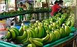 agro-noticias/attachments/20231-banano-organico-piura.jpg