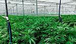 agro-noticias/attachments/20810-cannabis.jpg