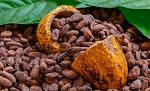 agro-noticias/attachments/23135-cacao-peruano.jpg