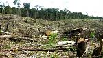 agro-noticias/attachments/25272-deforestacion.jpg