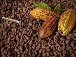 agro-noticias/attachments/25314-cacao-selva.jpg