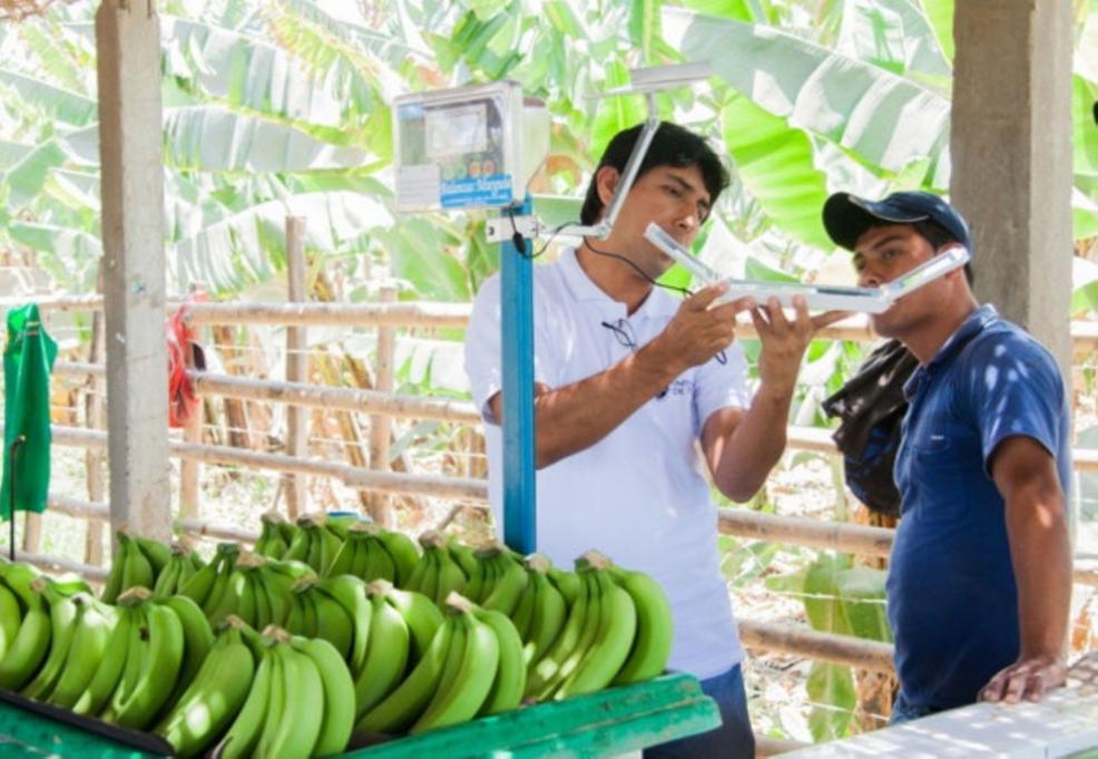 Agricultores del Valle Viejo de Olmos suscriben convenio para cultivar banano