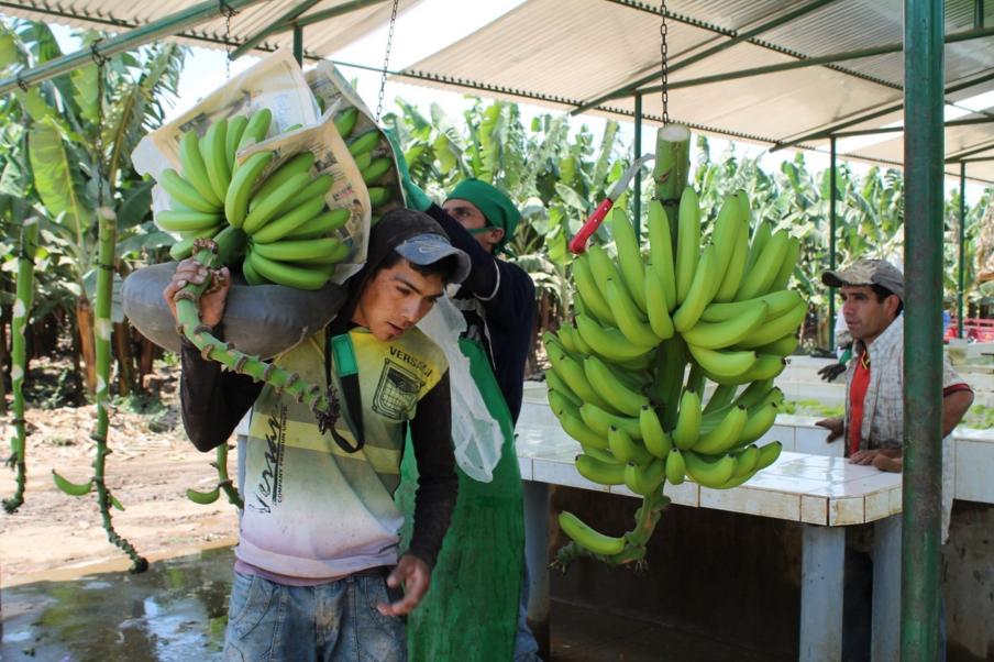 Mesa Tcnica busca disminuir mancha roja en cultivos de banano orgnico