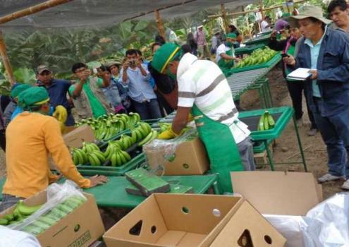 La Central Piurana de Asociaciones de Pequeos Productores de Banano Orgnico (Cepibo) proyecta cerrar el 2014 enviando 550 contenedores de banano orgnico (10.579.248 kilos) lo que representara una disminucin de 45% frente a lo exportado el ao anterior donde ascendi a 1.000 contenedores.