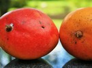EE. UU.: Las importaciones de mango son menores que en el ao pasado