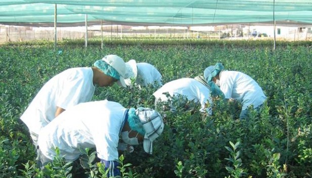 Sierra Exportadora desarrollar cultivos que se adapten al cambio climtico