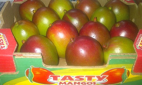 Ecuador: Prevn escasez de mango en las prximas semanas