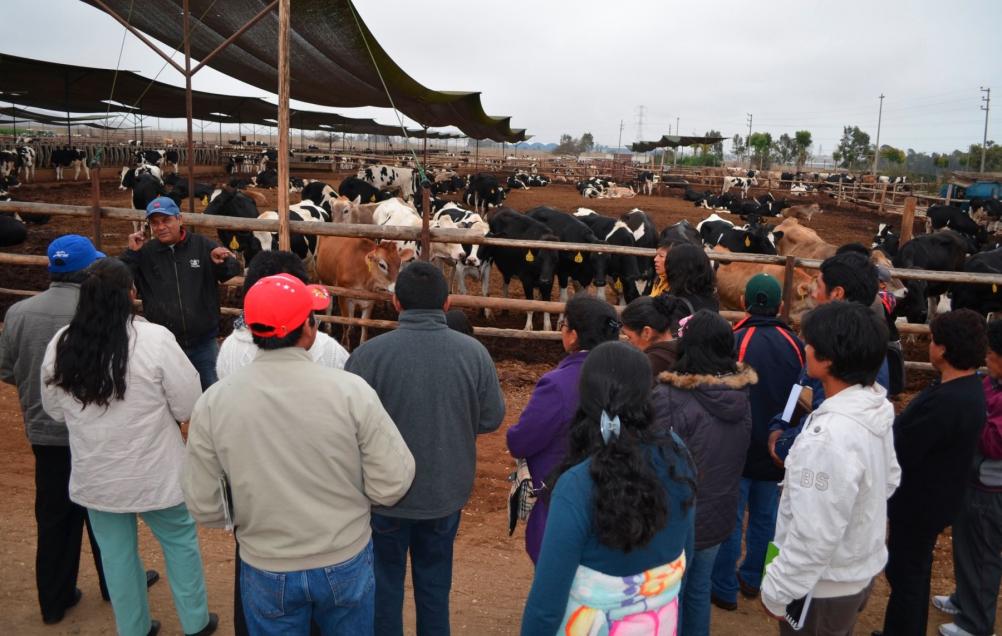 Ms de 20 productores de ganado vacuno y animales menores de diversos distritos del valle del Mantaro, que abarca a varias provincias de la regin Junn, realizaron una pasanta por los ms prestigiosos establos lecheros y galpones de cuyes de Pachacmac y Lurn, en la provincia de Lima.