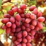 agro-noticias/attachments/5903-395px-crimson_seedless_grapes_on_the_vine-bob-nichols-us-department-of-agriculture-sq.jpg