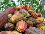 agro-noticias/attachments/5905-cacao1.jpg