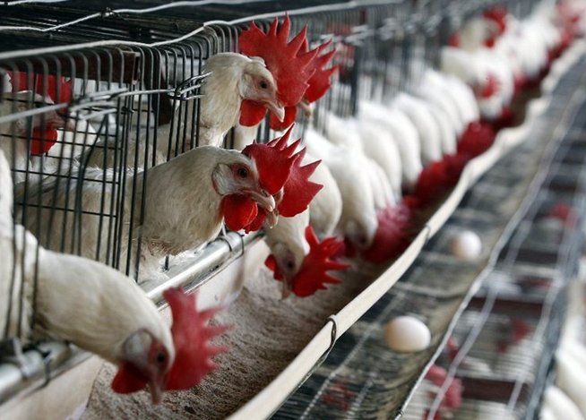 Las autoridades japonesas alertan regularmente a los granjeros del riesgo de infeccin con gripe aviar, al recordar que esta enfermedad contina presente en Asia.