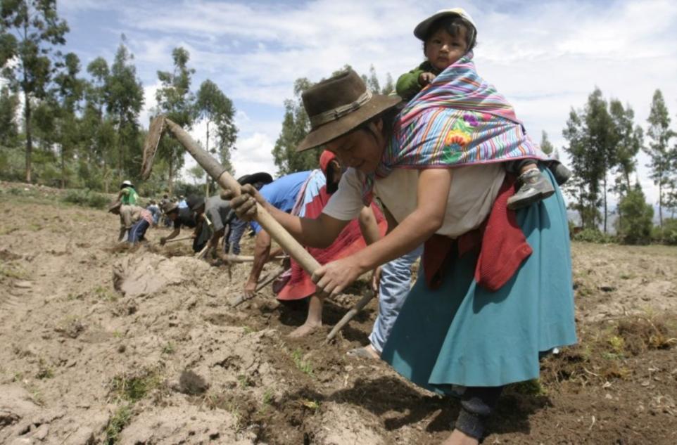 La Organizacin de las Naciones Unidas para la Alimentacin y la Agricultura (FAO, por su siglas en ingls) destac la inversin de 905 millones de nuevos soles que ejecutar el Gobierno peruano el 2015 para promover la Agricultura Familiar.
