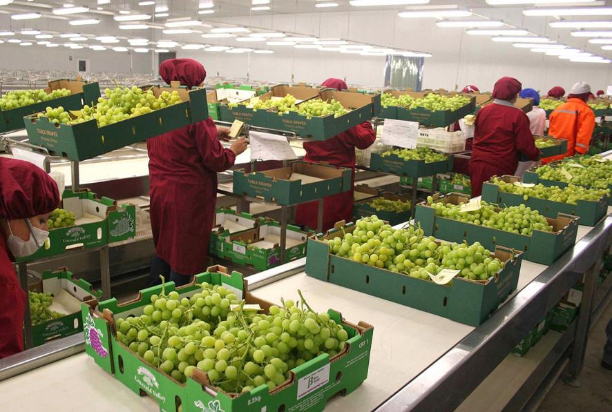 Las exportaciones peruanas de uva entre enero y noviembre del 2014 sumaron 450.3 millones de dlares, un crecimiento de 59.1 por ciento respecto al similar periodo del 2013, inform la Asociacin de Exportadores (Adex).