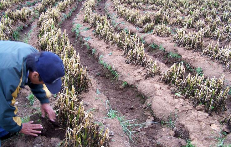 Ms de 30 hectreas de cultivos de panllevar son afectadas en el Valle del Colca, en Arequipa, debido a la ausencia de lluvias y a la presencia de heladas en la zona por lo que las autoridades evalan declarar en emergencia la provincia de Caylloma, se inform.&quot;