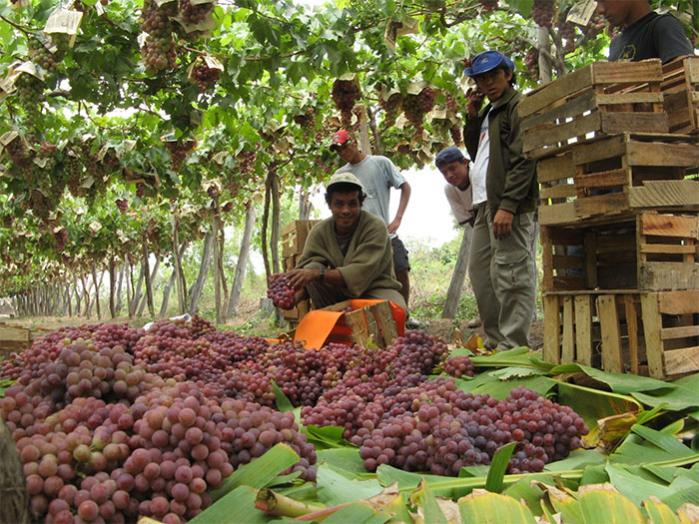 INEI: Produccin de uva, arroz y ave creci fuertemente en noviembre del 2014