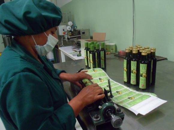 De las variedades Hass y Fuerte, entre 2.500 y 3.000 kilogramos de aguacate se reciben en Uyam Farms, la nica empresa productora de aceite de aguacate en Ecuador, ubicada en Mira, (provincia del Carchi, norte andino), y que ha recibido premios internacionales por la calidad de sus productos.