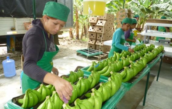 Banano orgnico de exportacin de Piura es destacado por holandeses