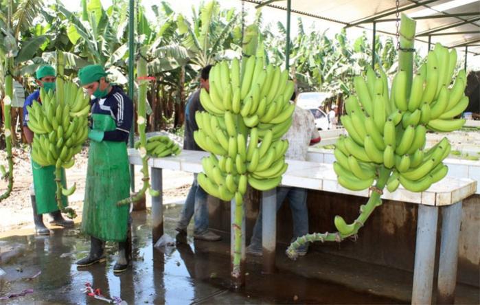 Piura promover declarar producto bandera al banano orgnico