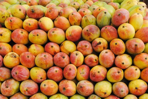 LAN CARGO bati rcord en envo de mangos peruanos a Europa