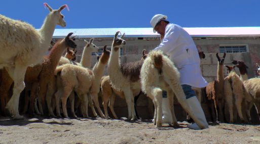 Primer camal de alpaca en Arequipa gener ventas por S/. 345 mil en tres meses