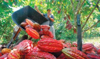 Cacao apunta a ser principal producto agroexportador