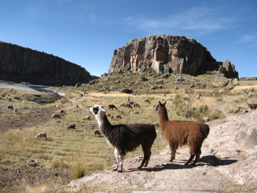 Atendern ganado alpaquero de zonas altas de Arequipa por bajas temperaturas