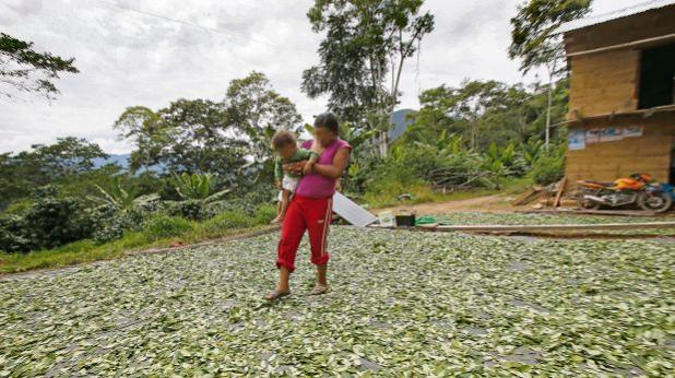 Puno: cultivo de caf est amenazado por el avance de la coca