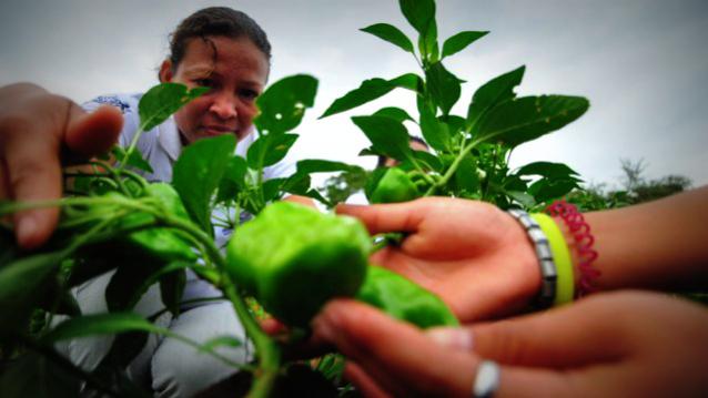 El 30% de los cultivos en América Latina están a cargo de una mujer