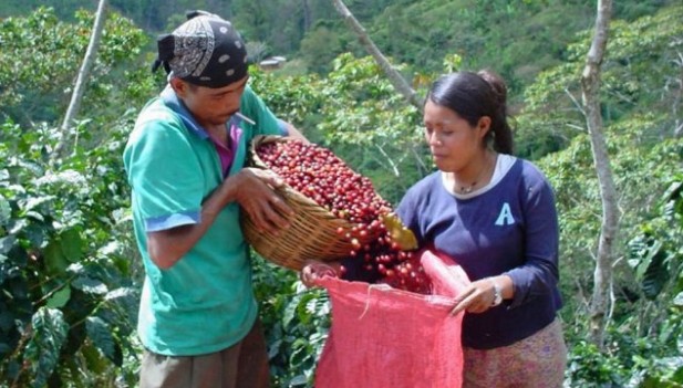 Mejora competitividad de cadena productiva del café en San Martín