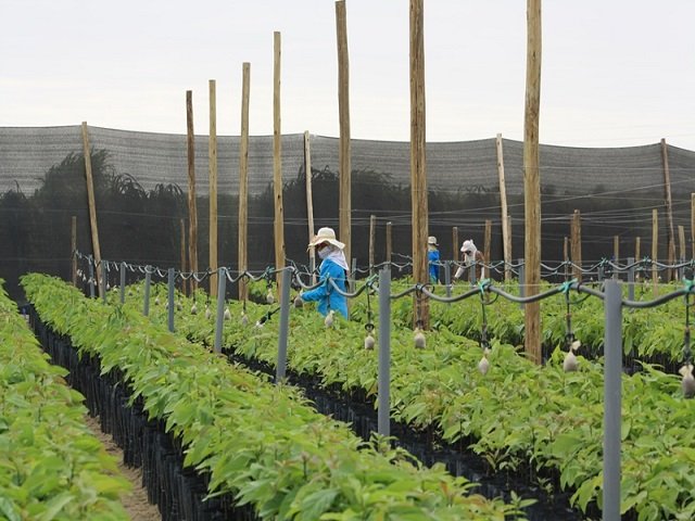 Chiclayo: siembran primeros plantones en tierras de Olmos