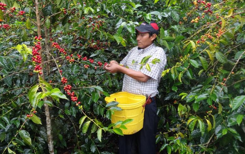 Capacitarn a productores de caf del Huallaga para impulsar negocios