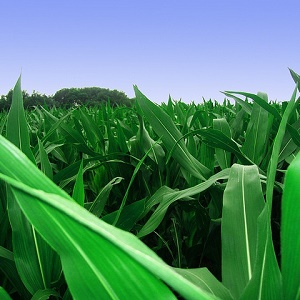 Industria debate legislacin sobre etiquetado de OGM propuesta en EE.UU.