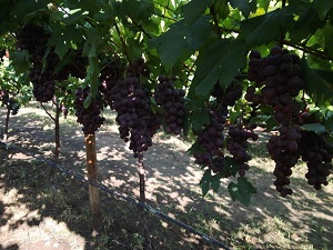 Viticultores colombianos accedern a material vegetal para sembrar uva sin semilla