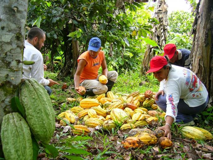 Cacao tiene potencial en sector gourmet de EE.UU.