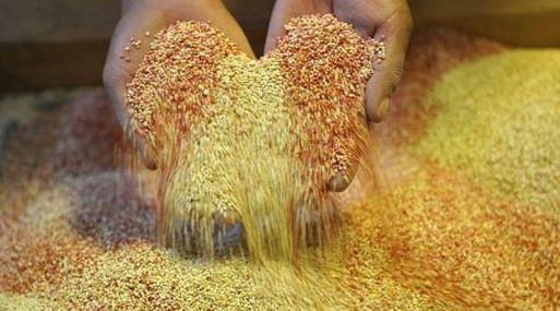 Primera planta procesadora de granos andinos industrializar 600 toneladas de quinua al mes