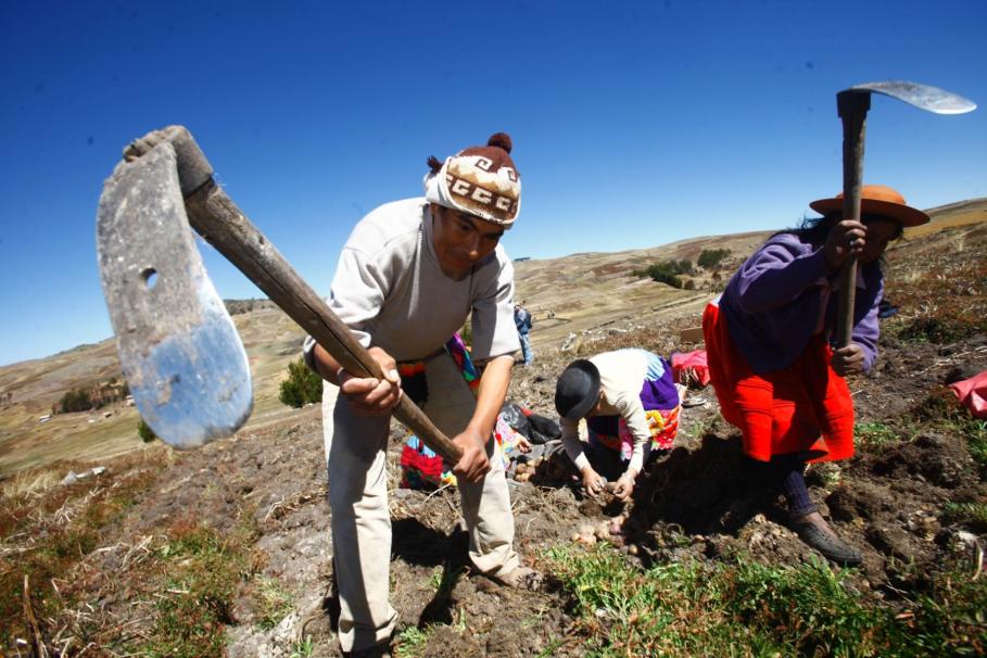 Pagos del Seguro Agrario a pequeos productores del Cusco comienzan en abril