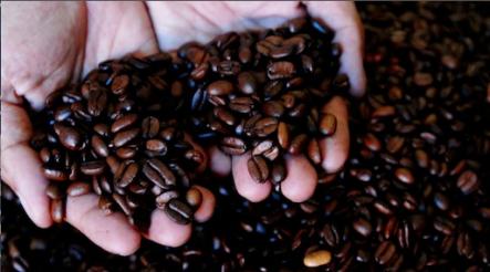 Produccin de caf se recuperar y crecera en 32% este ao
