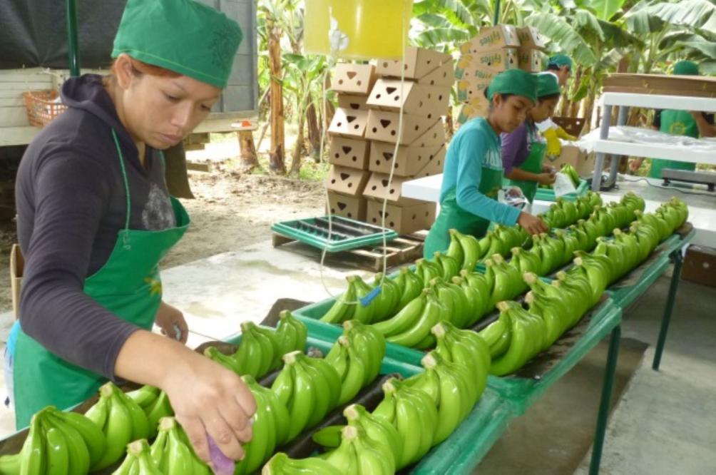 Agrobanco: 81,000 pequeos productores piuranos pueden acceder a crditos