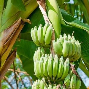 Per enviar el total de su produccin de banano orgnico a EE.UU.