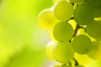 Sun World liberar nuevas variedades de uva en Chile