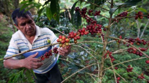 Posible recuperacin de produccin de caf en Brasil mantendra los precios bajos