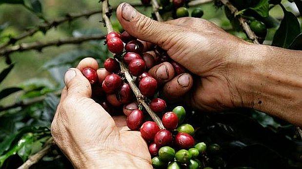 Produccin local de caf se recuperara y avanzara 10% el 2015