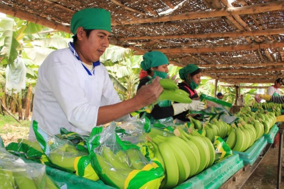 Piura: El Nio no afectar al banano orgnico y otros cultivos de la sierra
