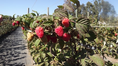Chile presenta tres variedades nuevas de frambuesa