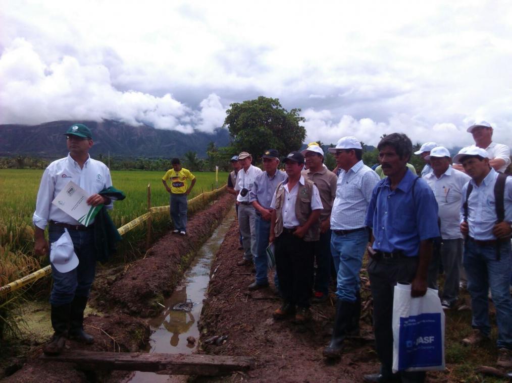 INIA presenta nueva variedad de arroz “Santa Clara” en Amazonas