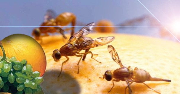 Mxico: La mosca de la fruta afecta a ms de 4.000 toneladas de mango