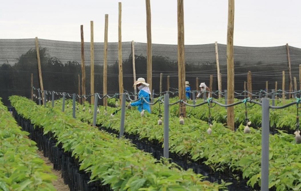 Entidades del Minagri financiarn cultivo de banano orgnico en Olmos